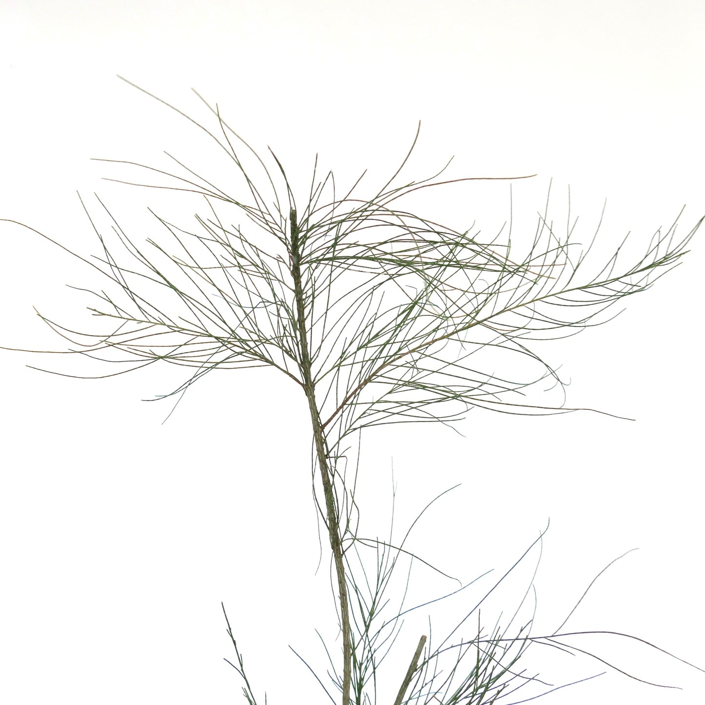 Casuarina cunninghamiana 50-100cm