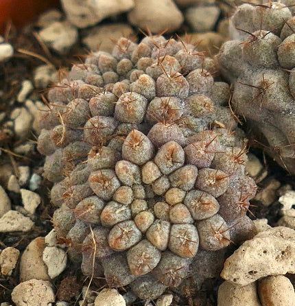 Neoporteria occulta DICHOTOMIC C310