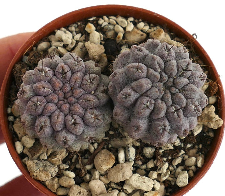 Neoporteria occulta (syn. Eriosyce occulta) Antofagasta, CHILE H9