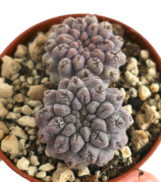 Neoporteria occulta (syn. Eriosyce occulta) Antofagasta, CHILE H9