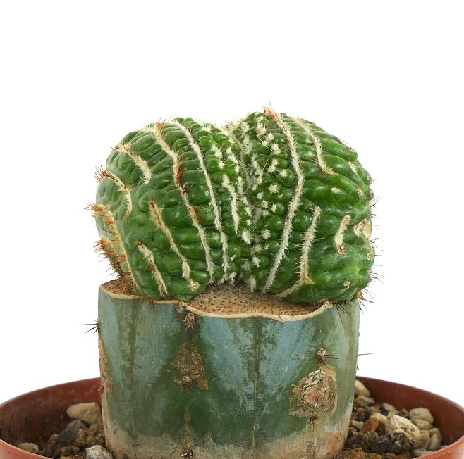 Notocactus uebelmannianus CRESTED