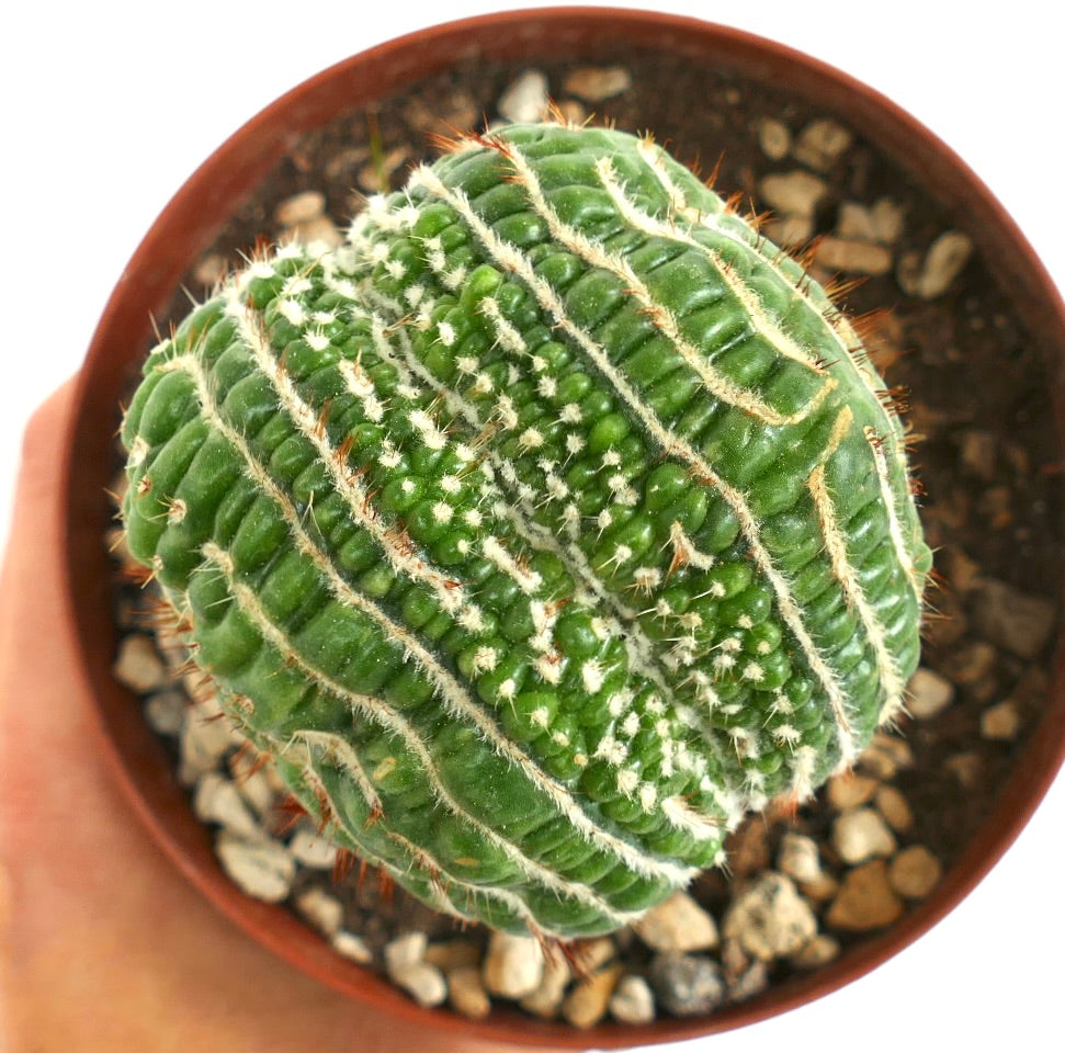 Notocactus uebelmannianus CRESTED