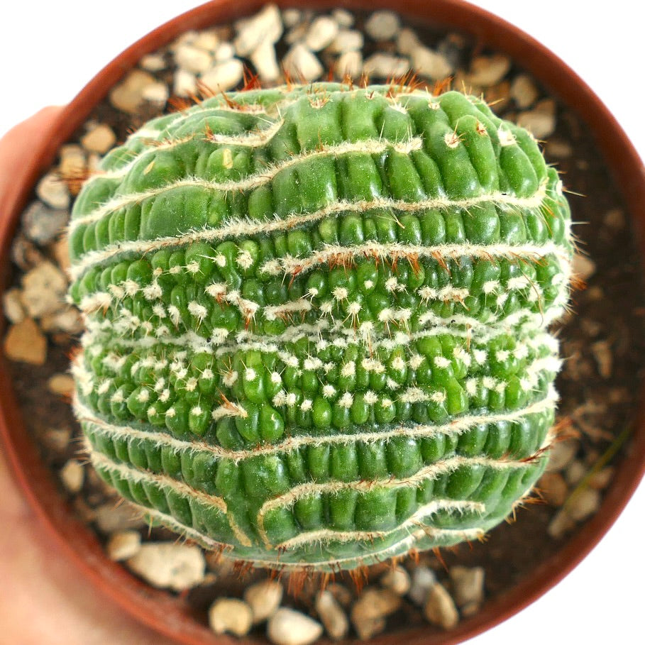 Notocactus uebelmannianus CRESTED