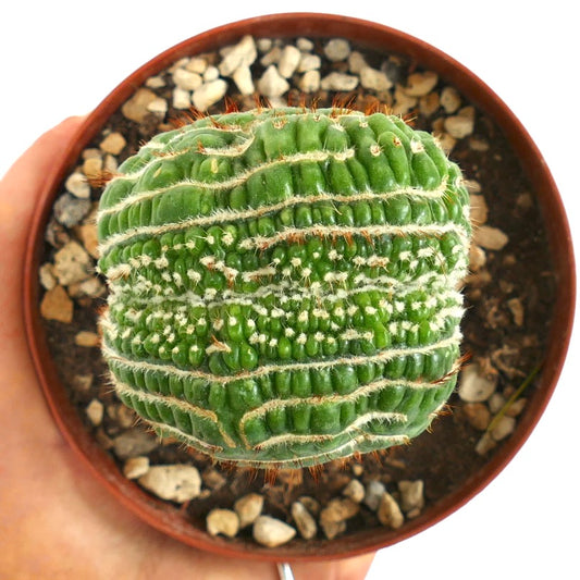 Notocactus uebelmannianus CRESTED