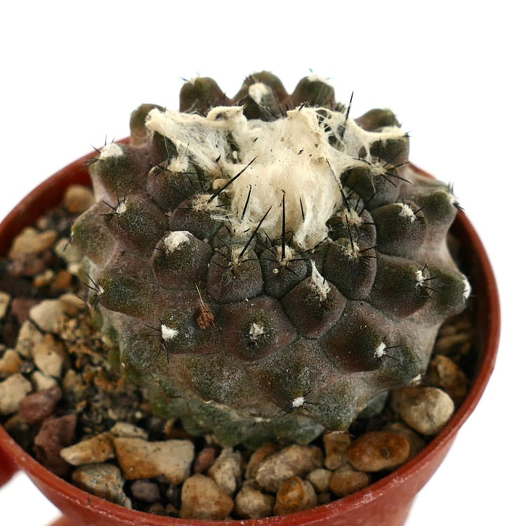 Copiapoa hypogaea BROWN