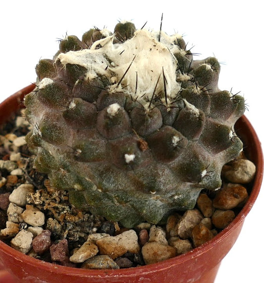 Copiapoa hypogaea BROWN