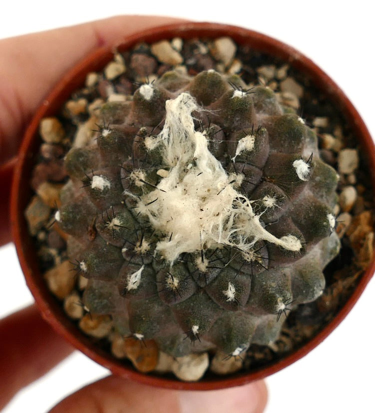 Copiapoa hypogaea BROWN