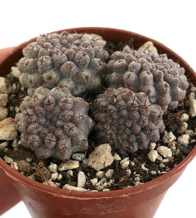 Neoporteria occulta (syn. Eriosyce occulta) Antofagasta, CHILE K37