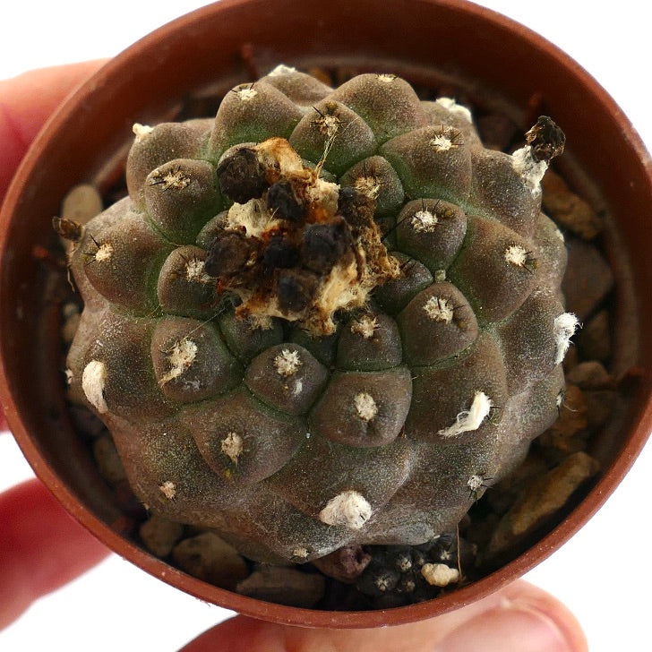 Copiapoa hypogaea KIKKO BROWN