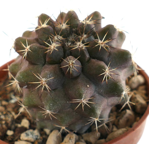 Copiapoa tenuissima SOUTH OF ANTOFAGASTA (CHILE) 00101