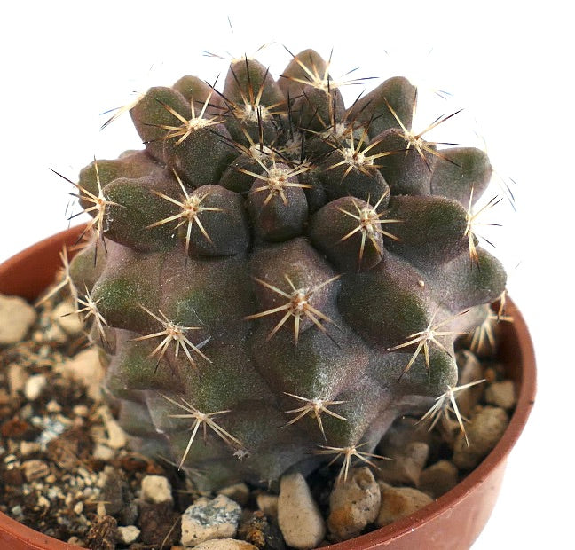 Copiapoa tenuissima SOUTH OF ANTOFAGASTA (CHILE) 00101