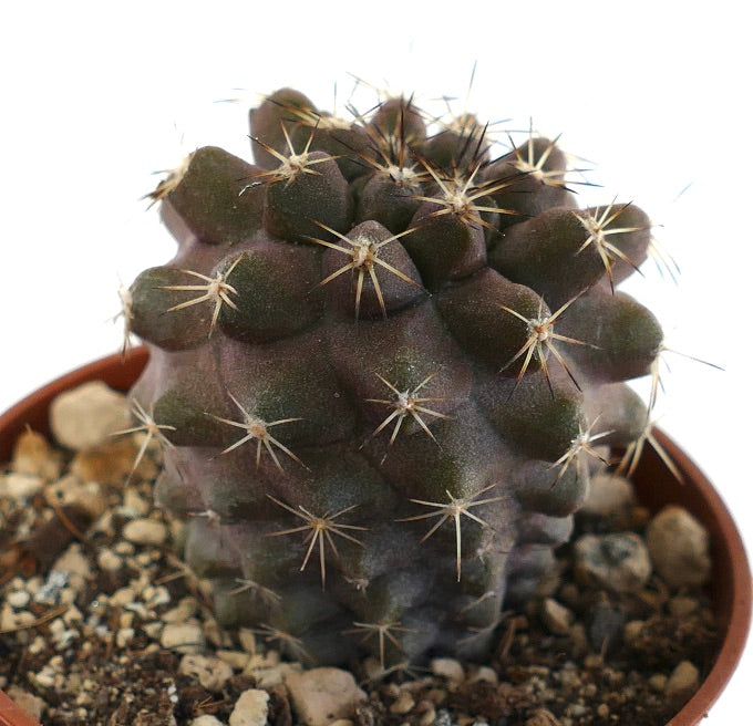 Copiapoa tenuissima SOUTH OF ANTOFAGASTA (CHILE) 00101