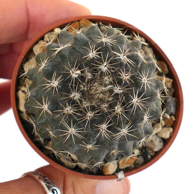 Copiapoa tenuissima SOUTH OF ANTOFAGASTA (CHILE) 6C