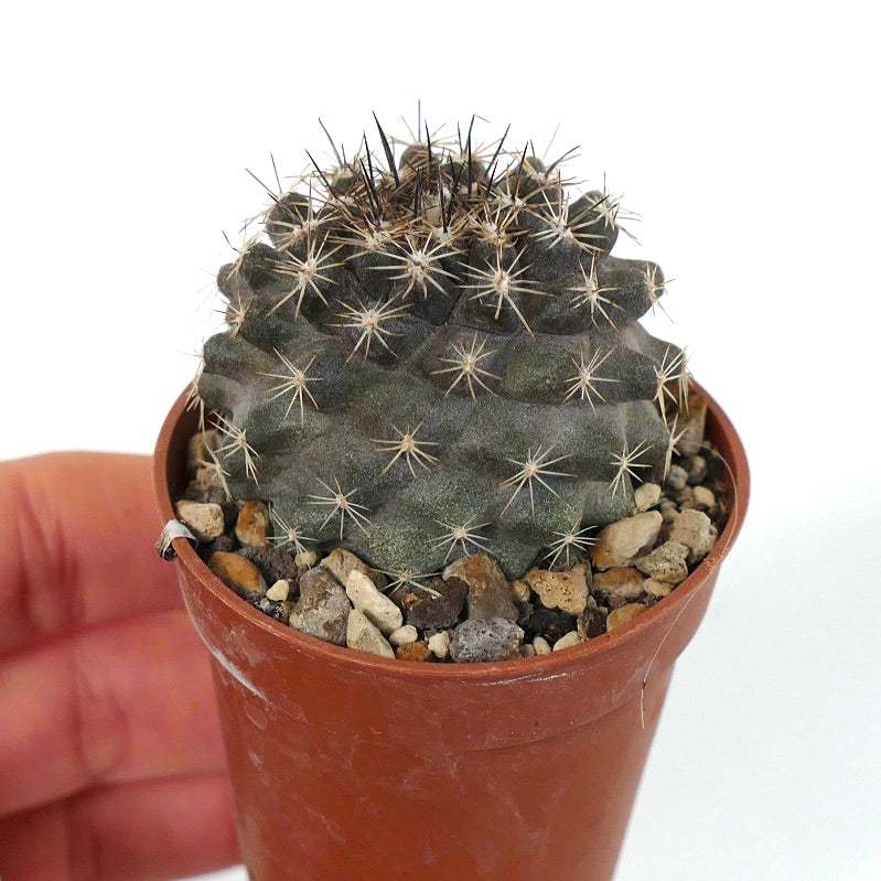 Copiapoa tenuissima SOUTH OF ANTOFAGASTA (CHILE) 6C