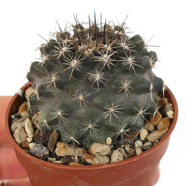 Copiapoa tenuissima SOUTH OF ANTOFAGASTA (CHILE) 6C