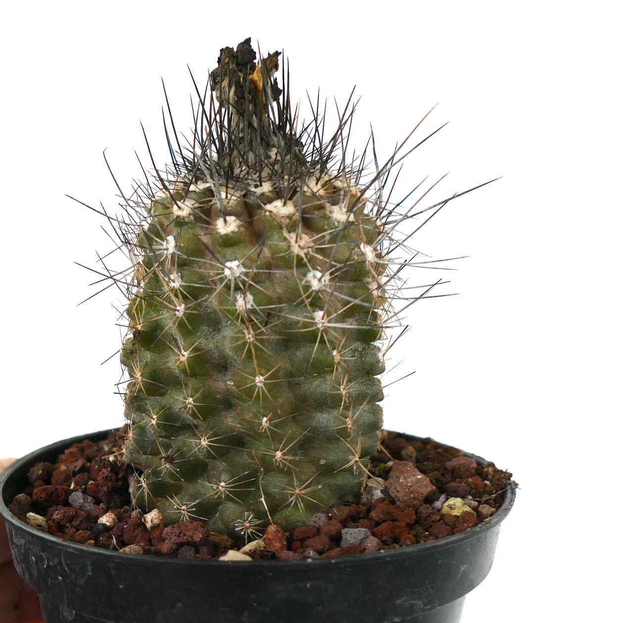 Copiapoa humilis