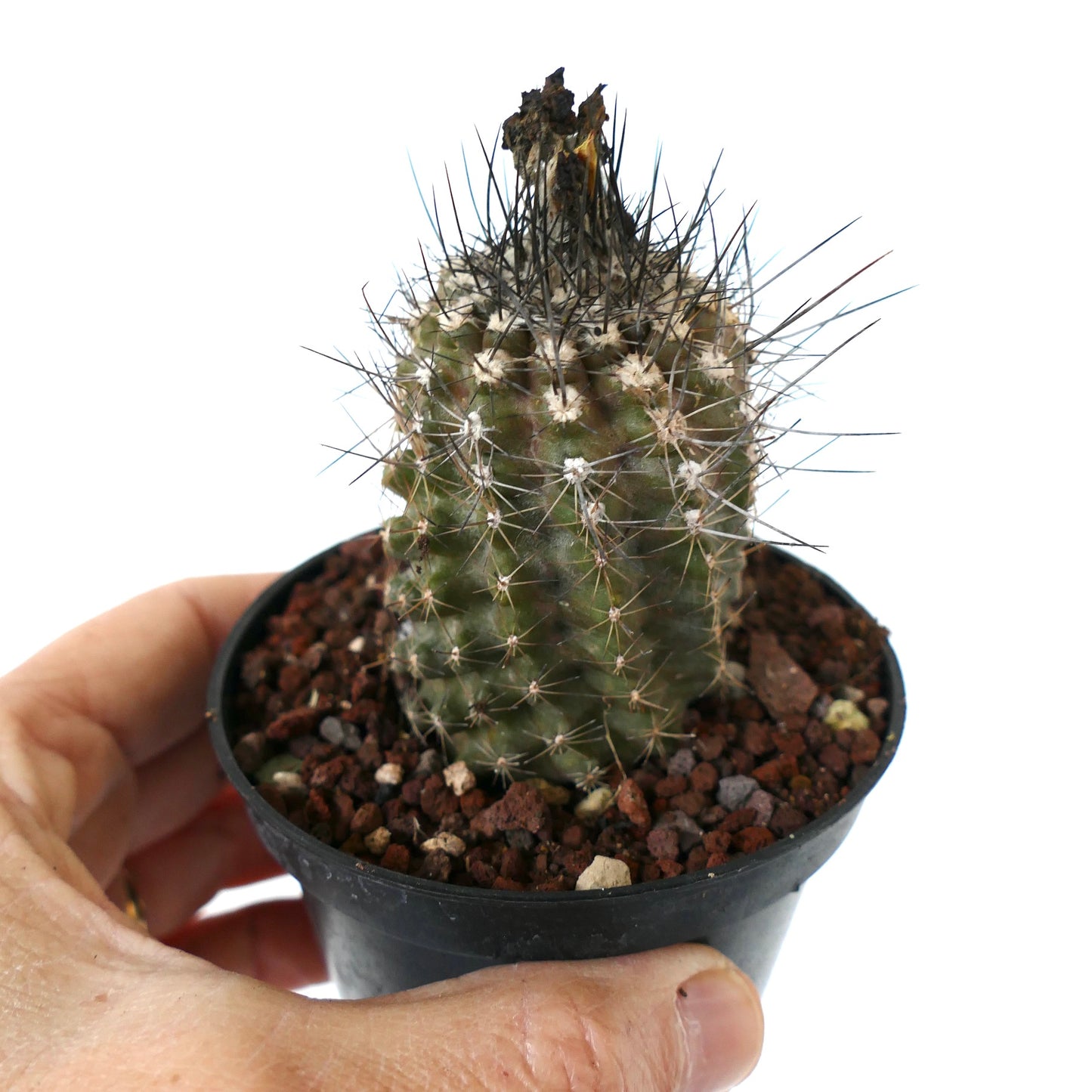 Copiapoa humilis