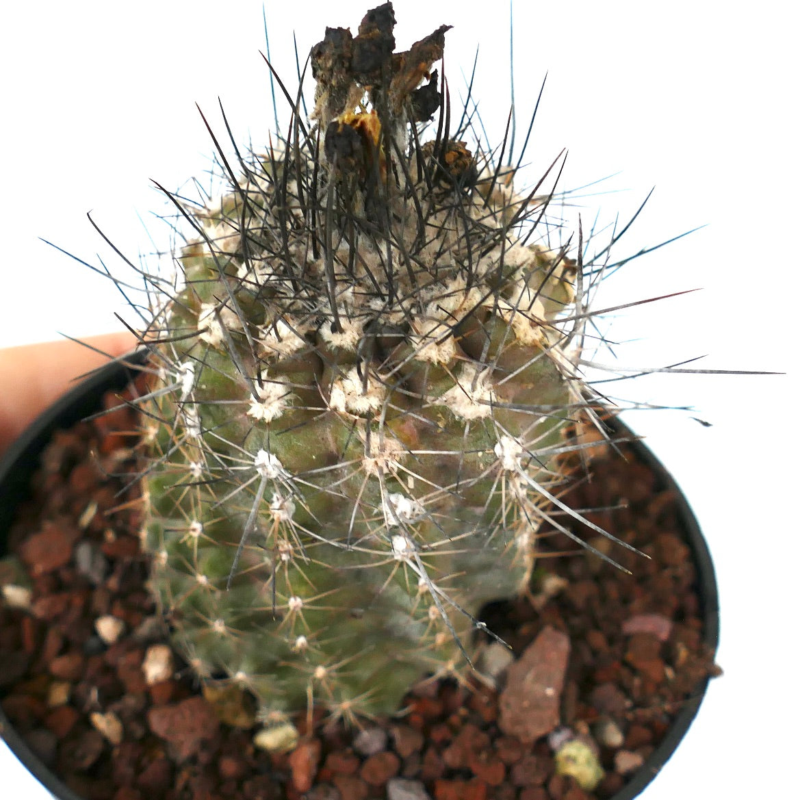 Copiapoa humilis