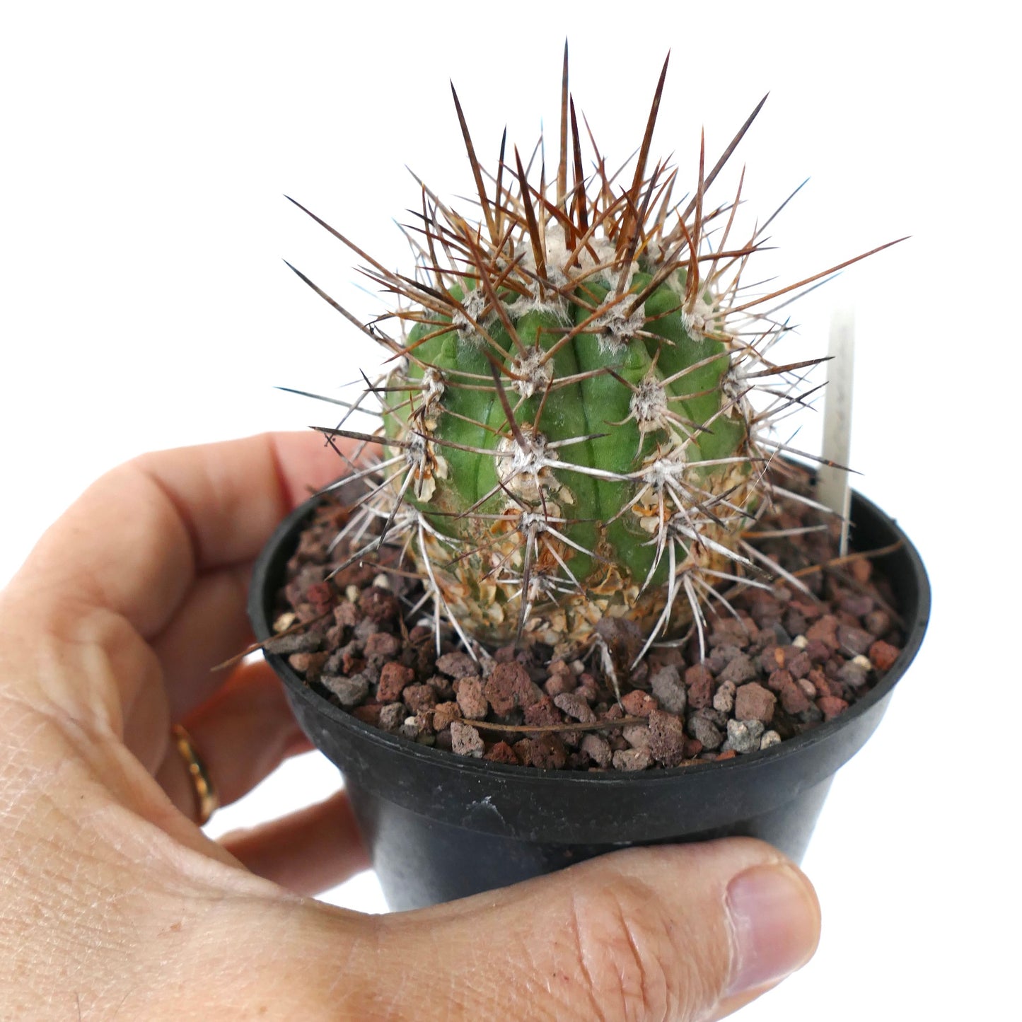 Copiapoa solaris