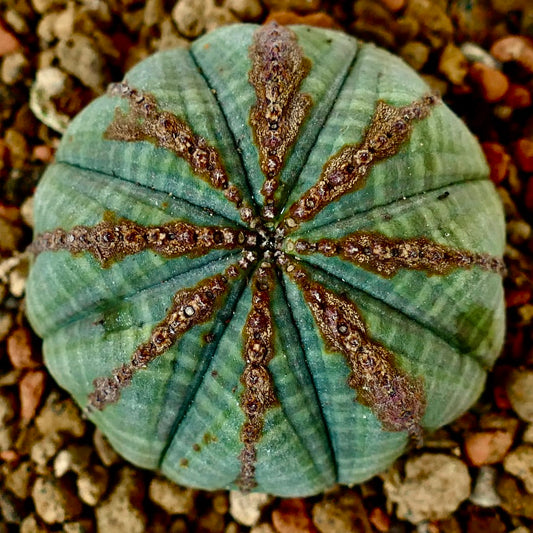 Euphorbia obesa BROWN ARROWS