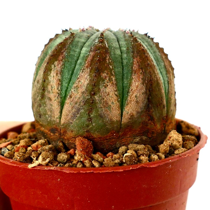 Euphorbia obesa BROWN ARROWS MARKS