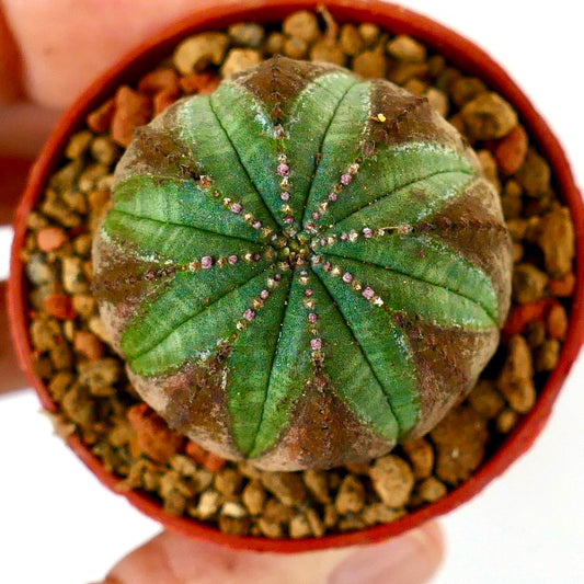 Euphorbia obesa BROWN ARROWS MARKS