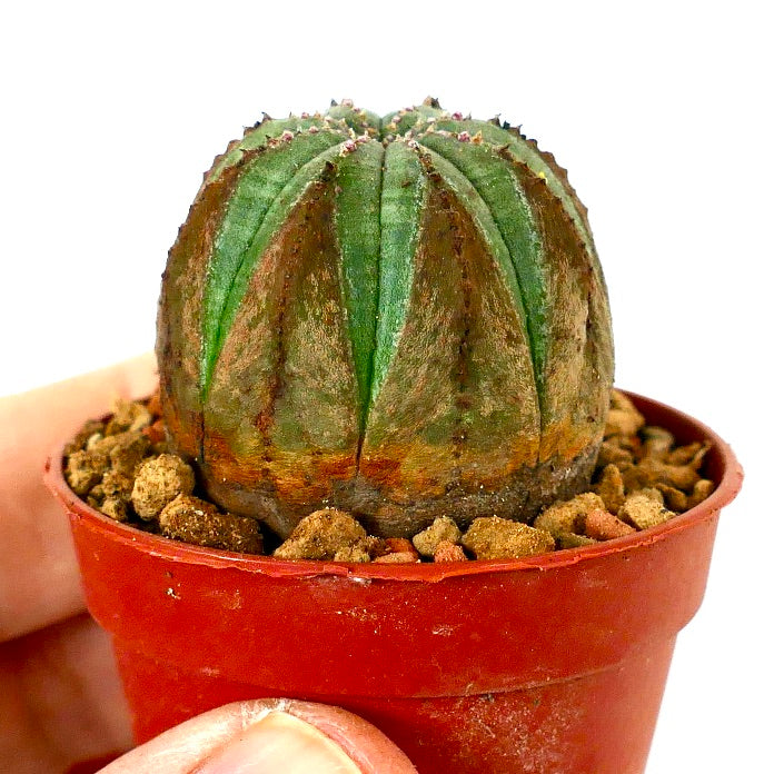 Euphorbia obesa BROWN ARROWS MARKS