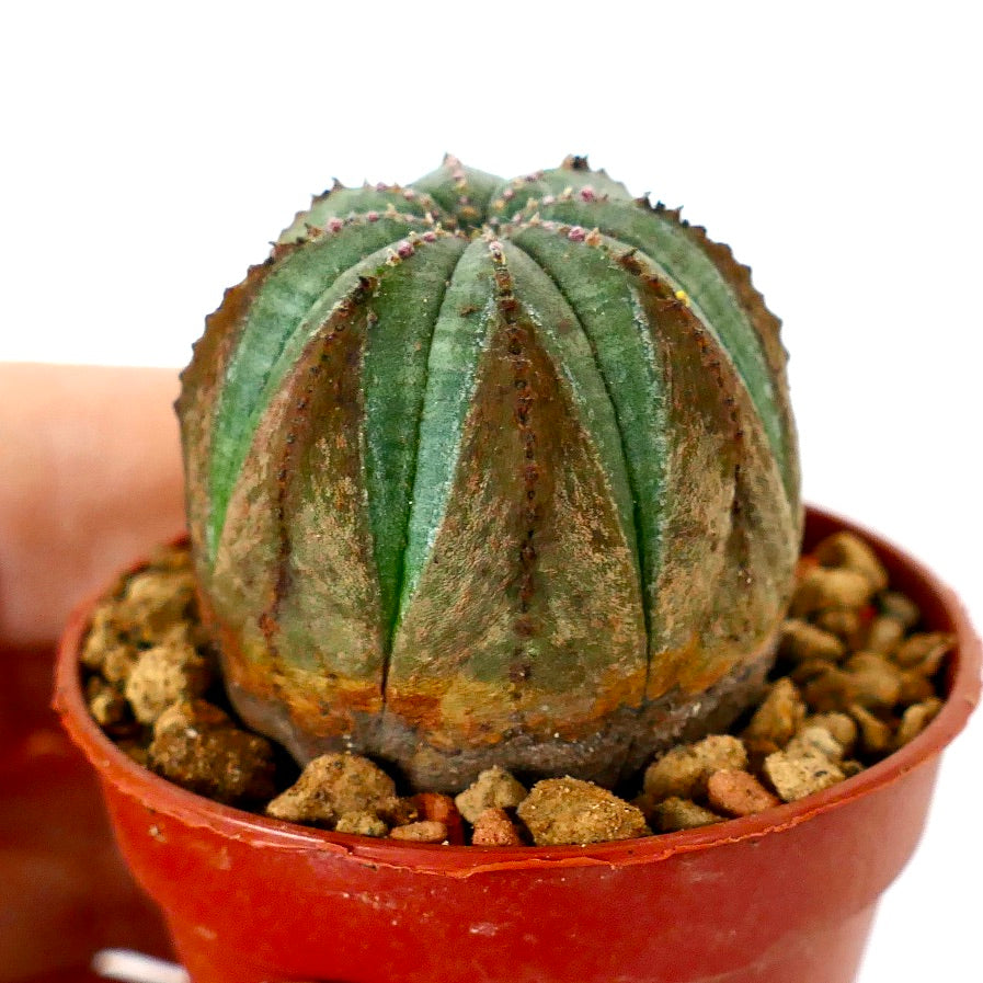 Euphorbia obesa BROWN ARROWS MARKS