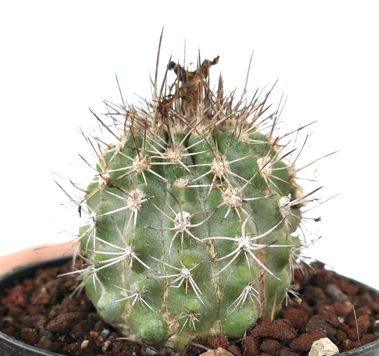 Copiapoa variispinata (Quebrada Izcuna on the south of Caleta Botija)