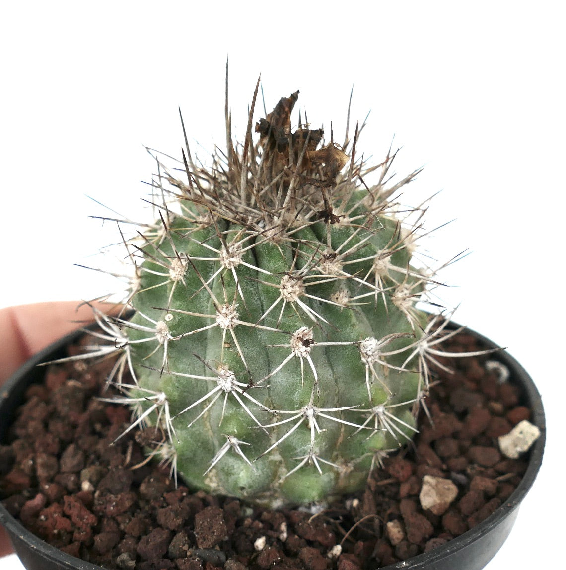 Copiapoa variispinata (Quebrada Izcuna on the south of Caleta Botija)