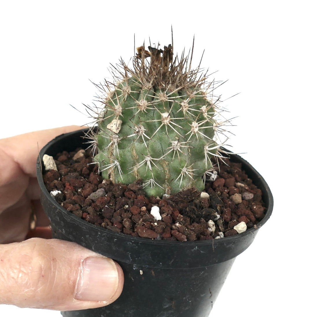 Copiapoa variispinata (Quebrada Izcuna on the south of Caleta Botija)