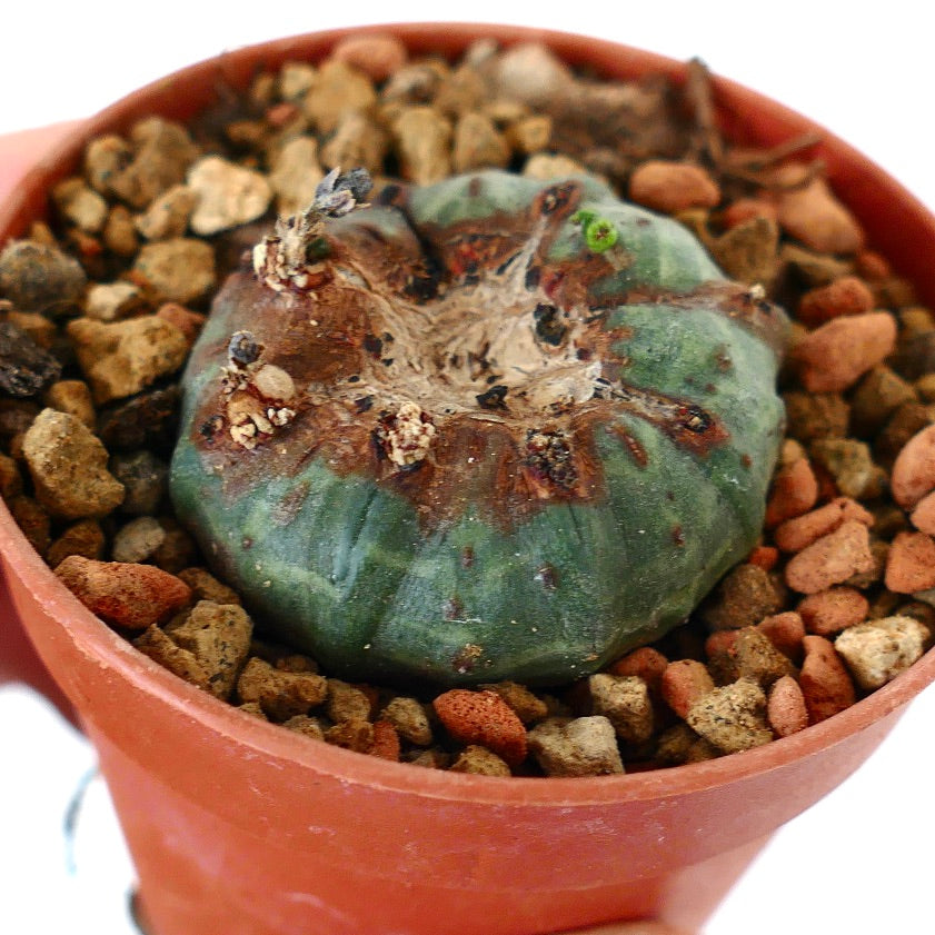 Euphorbia obesa MONSTRUOSUS APEX