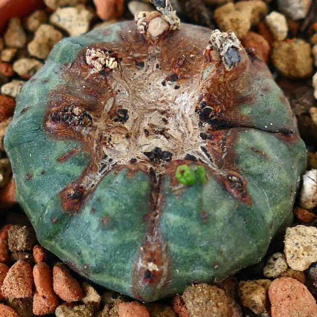 Euphorbia obesa MONSTRUOSUS APEX