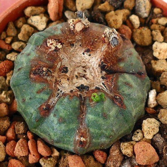 Euphorbia obesa MONSTRUOSUS APEX