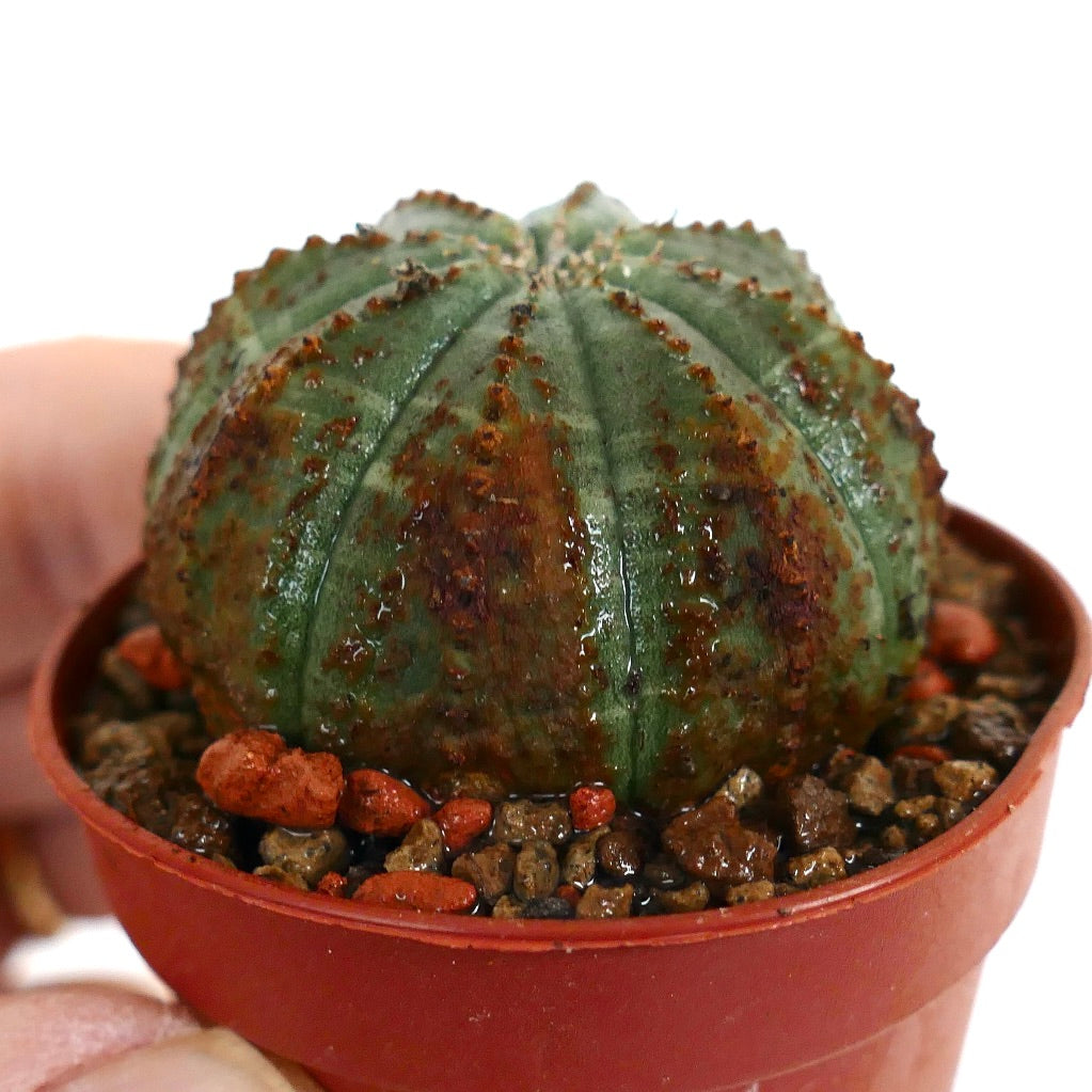 Euphorbia obesa BROWN ARROWS MARKS & DOTS