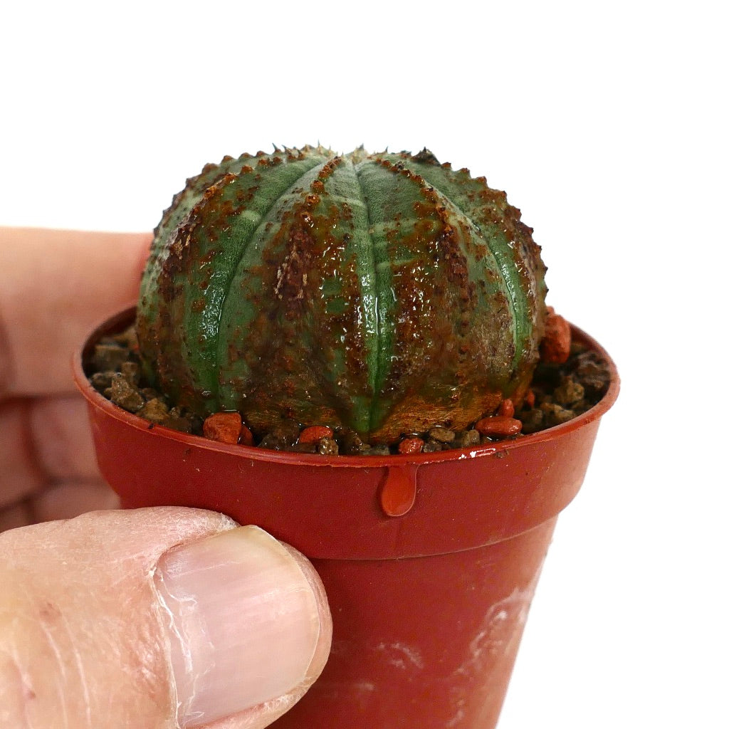 Euphorbia obesa BROWN ARROWS MARKS & DOTS