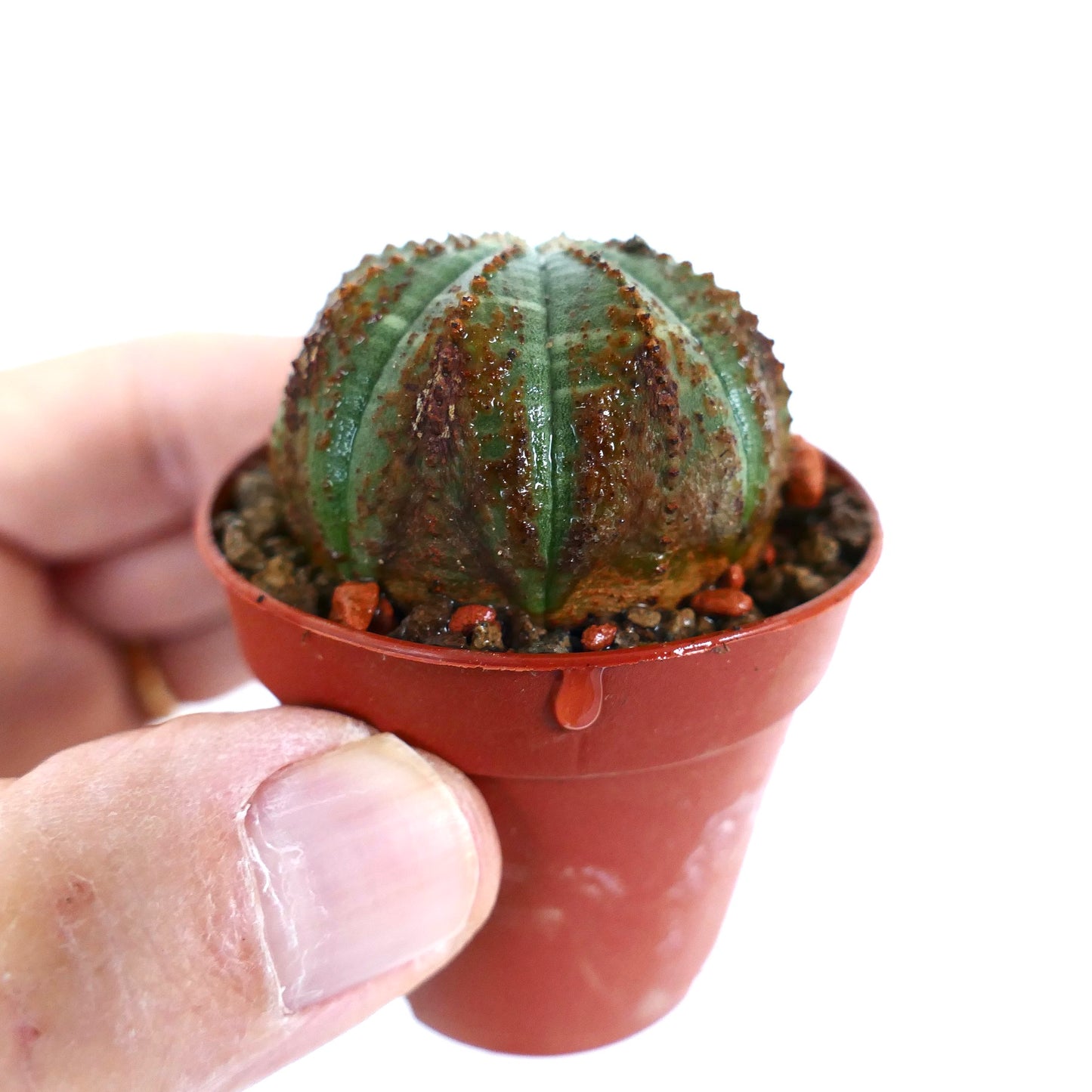 Euphorbia obesa BROWN ARROWS MARKS & DOTS