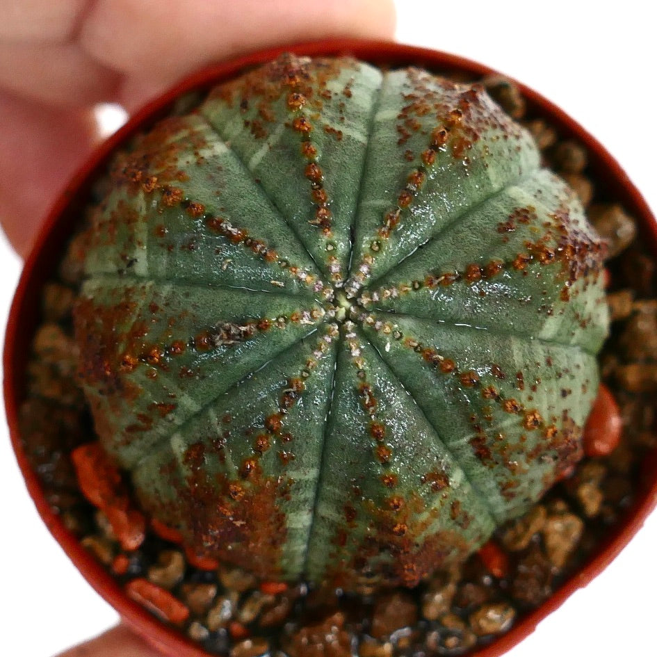 Euphorbia obesa BROWN ARROWS MARKS & DOTS