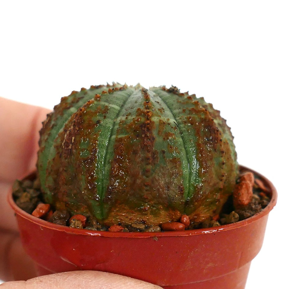 Euphorbia obesa BROWN ARROWS MARKS & DOTS