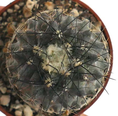 Copiapoa tenuissima AM10