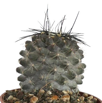 Copiapoa tenuissima AM10