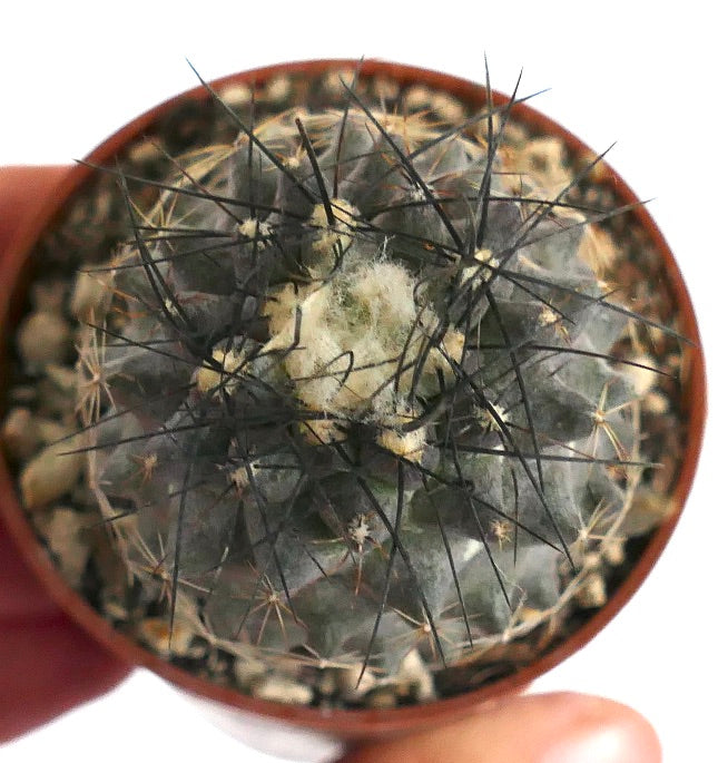 Copiapoa tenuissima AM10