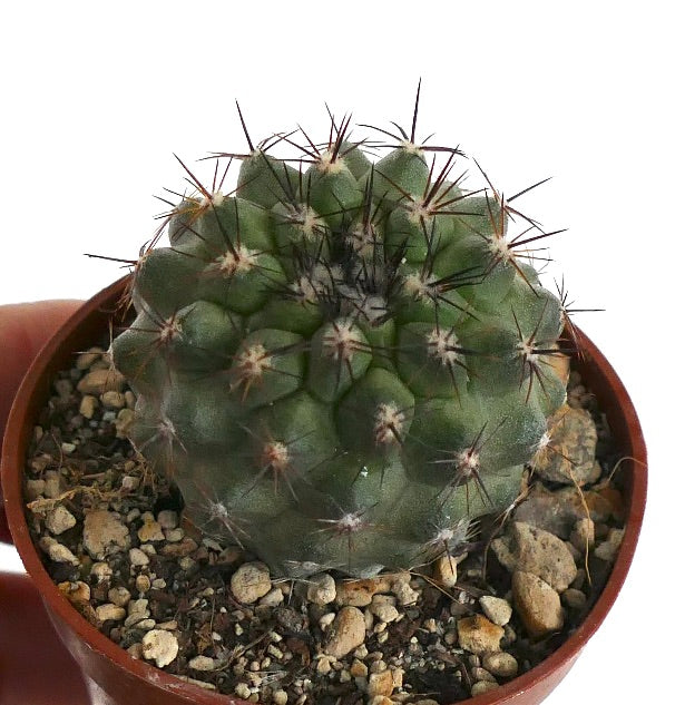 Copiapoa cinerea X tenuissima VT9