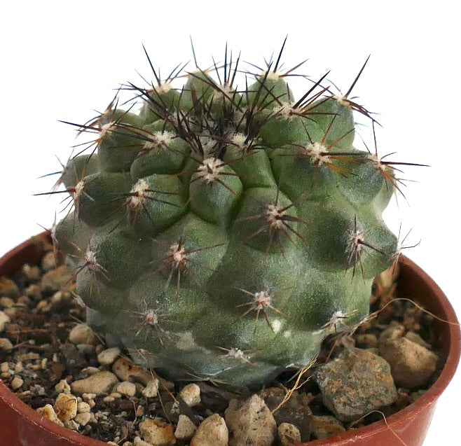 Copiapoa cinerea X tenuissima VT9