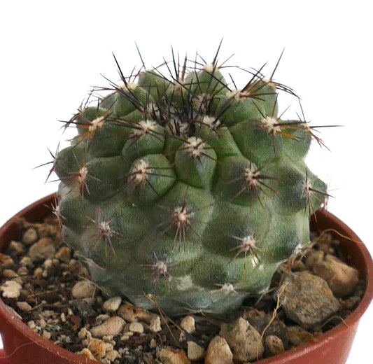 Copiapoa cinerea X tenuissima VT9