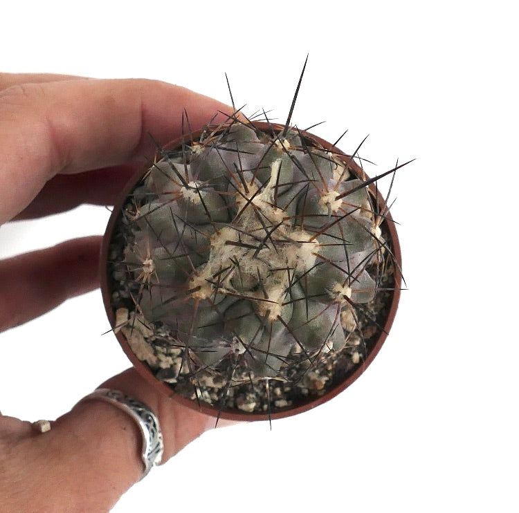 Copiapoa cinerea X humilis