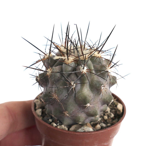 Copiapoa cinerea X humilis