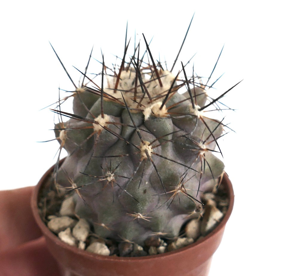 Copiapoa cinerea X humilis