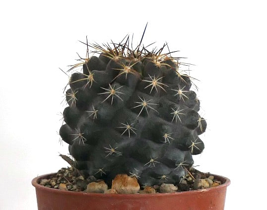 Copiapoa tenuissima SOUTH OF ANTOFAGASTA (CHILE) IIR