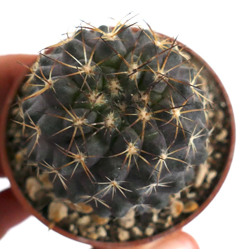 Copiapoa tenuissima SOUTH OF ANTOFAGASTA (CHILE) IIR